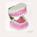 Dental Study Model ռ