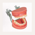 Dental Study Model 迵ġ