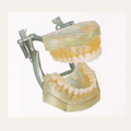 Dental Study Model ġ