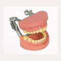 Ż ͵  <br><b>Dental Study Model 
