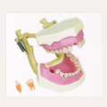 [IL Shin/Korea]Ż ͵  -1<br><b>Dental Study Model -1