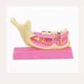 [IL Shin/Korea]Ż ͵  <br><b>Dental Study Model 